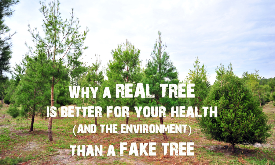 Why A Real Christmas Tree Is Better For Your Health (And The